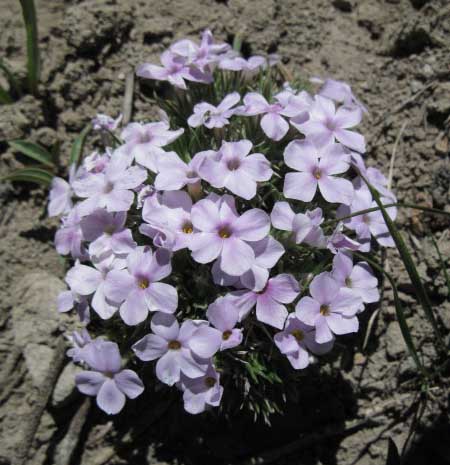 Phlox caespitosa? Murray Canyon along the Pacific Crest Trail, Carson Iceberg Wilderness, July 2009.